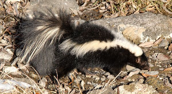 skunk breeding habits