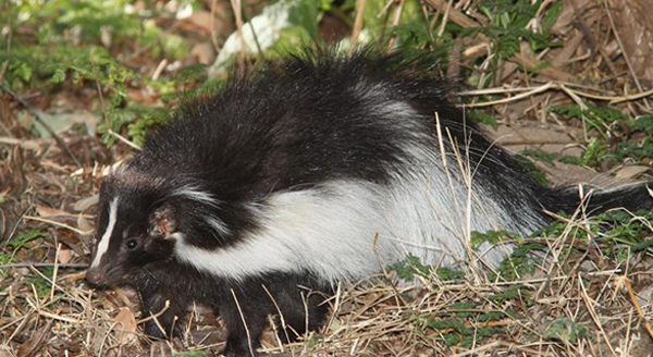 a skunk in the woods