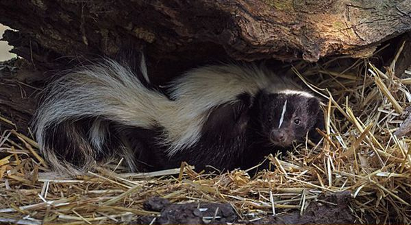 a skunk finding a shelter under a fallen tree trunk