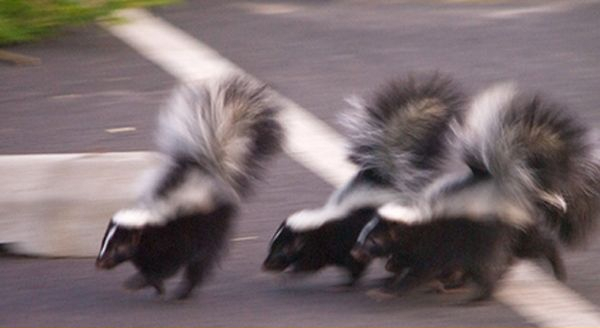 skunks running towards a yard to invade