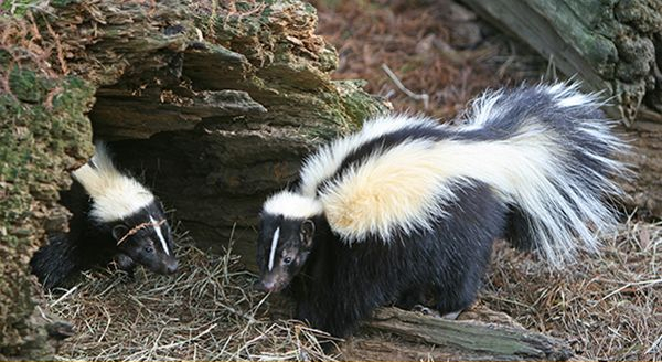 skunk mating season