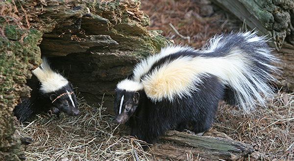 two skunks in their hiding place