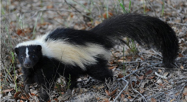 a skunk with pure black tail