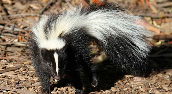 a skunk standing in the field