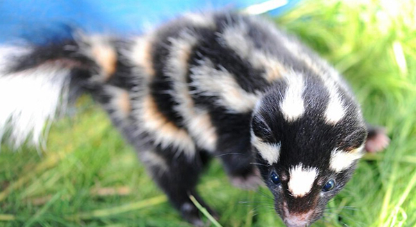 a spotted skunk 