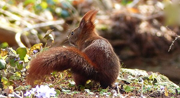 a red squirrel facing backwards