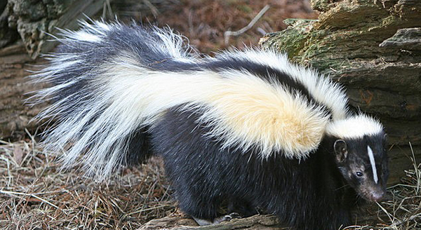 a striped skunk