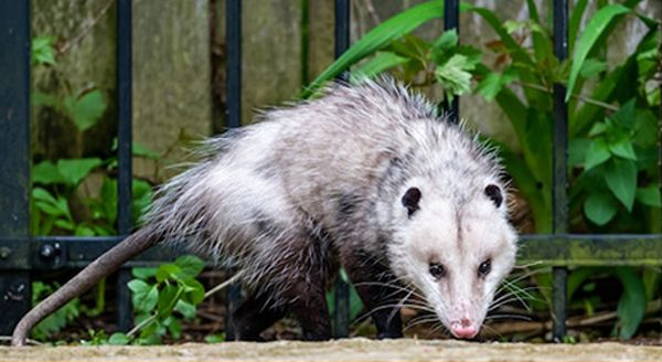 opossum sneaking inside the yard