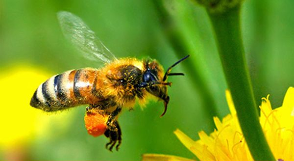 a bee flying around a flower