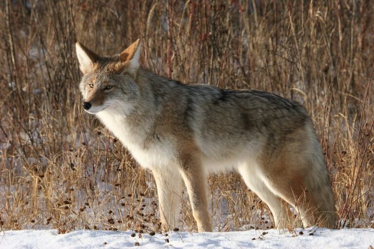 What do most coyotes eat? - AAAC Wildlife Removal