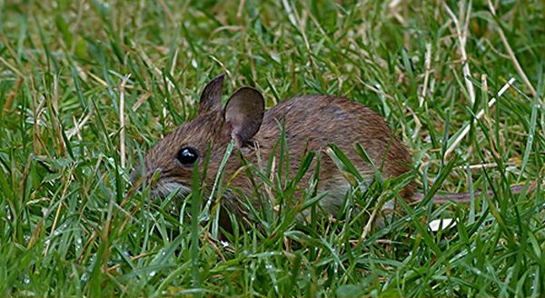 a mouse wandering in the lawn