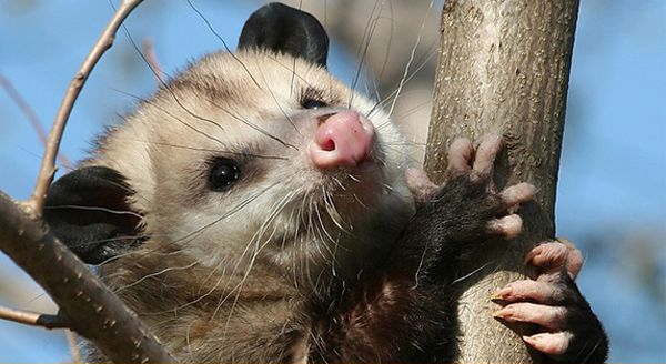 Opossum climbing on a tree