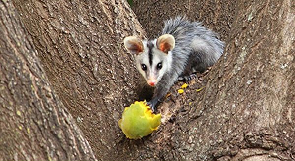Opossum foraging for fruit