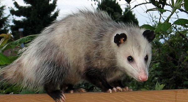 furry opossum on a fence