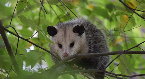 Opossum on a tree