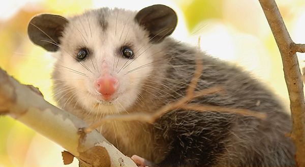 Opossum resting on a tree