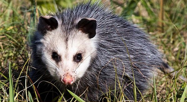 Opossum with pointed nose
