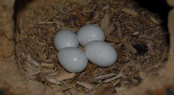 four woodpecker eggs in a nest