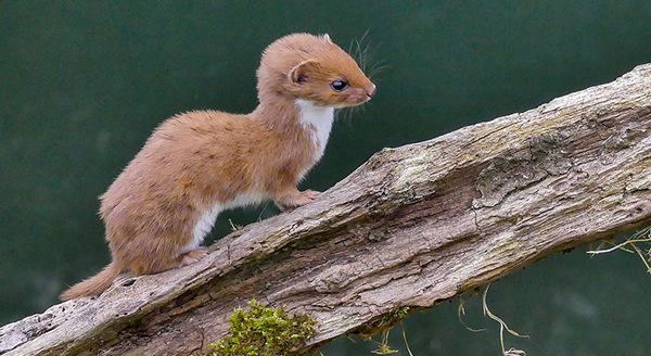 a weasel on a tree branch