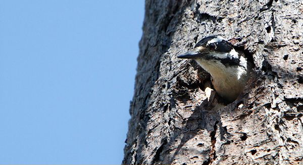 a woodpecker in a nest hole