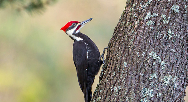 a woodpecker on a tree trunk