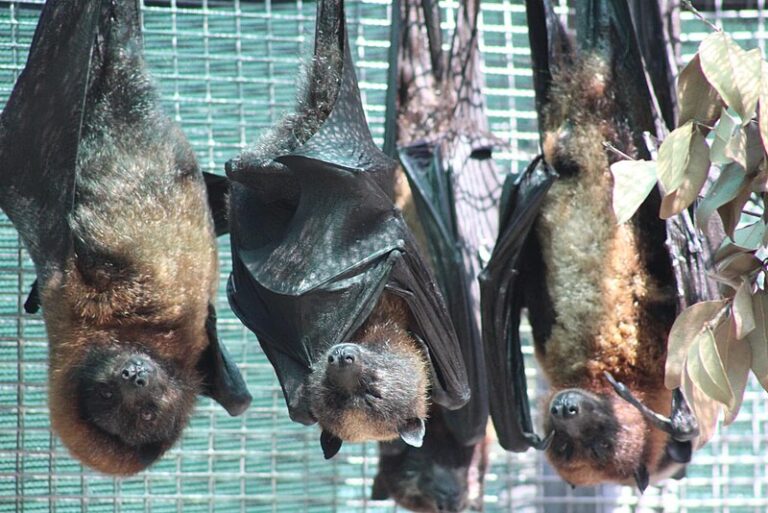 Do Bats Carry Rabies? Unveiling the Truth About Flying Mammals AAAC Wildlife Removal