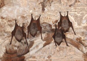Do Bats Attack Humans? Separating Myth from Fact - AAAC Wildlife Removal