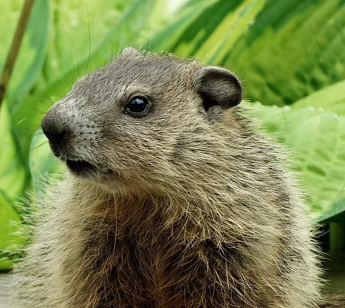Juvenile groundhog