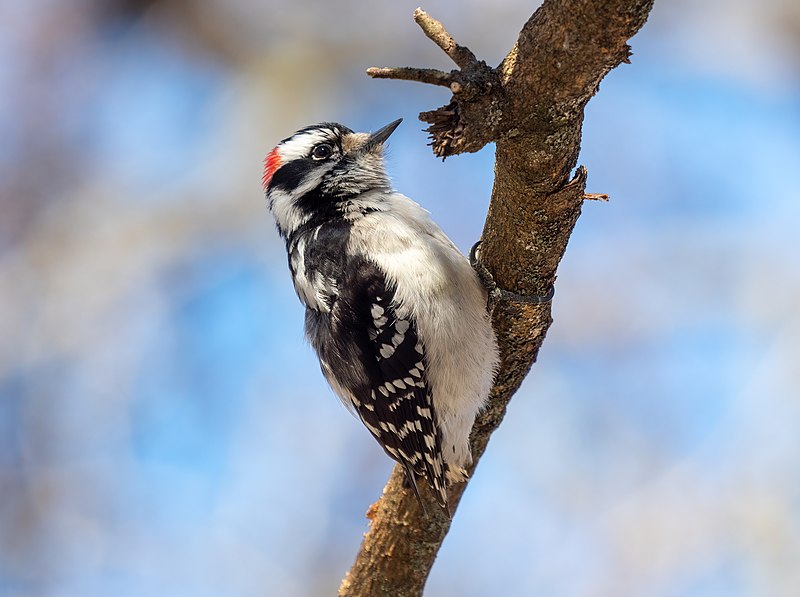 woodpecker