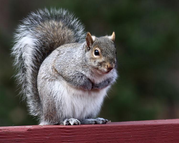 Squirrels Nocturnal