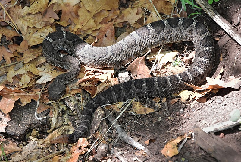 baby rattlesnake