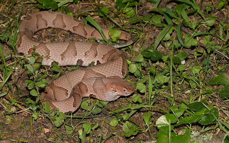 Copperhead snake