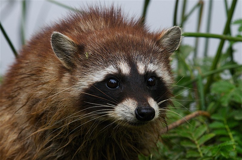 raccoon