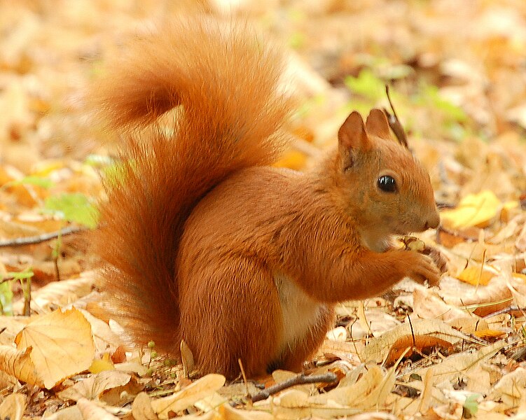 Red Squirrel