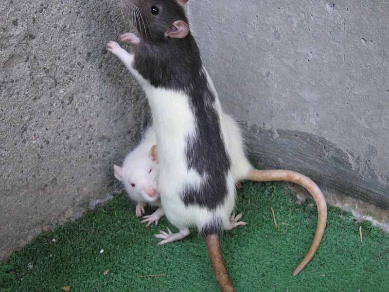 rats