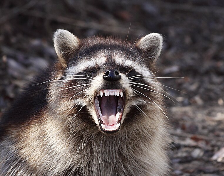 raccoon