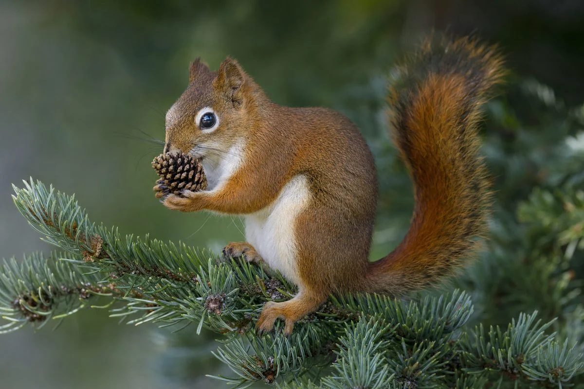 American Red Squirrel Facts: The Quirky, Acrobatic Neighbors of Our Forests