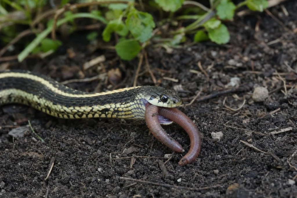 Are Snakes Carnivores? Exploring the Diet of Serpents