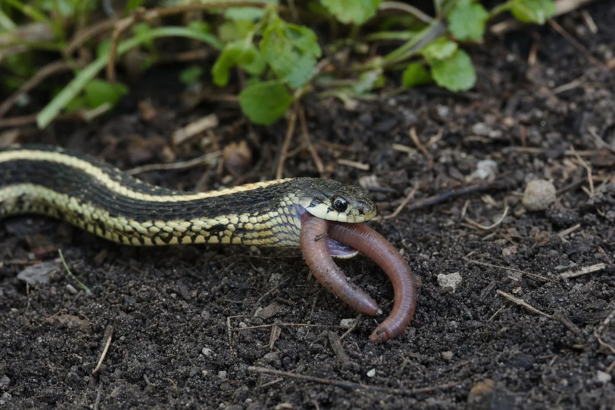 Are Snakes Carnivores? Exploring the Diet of Serpents