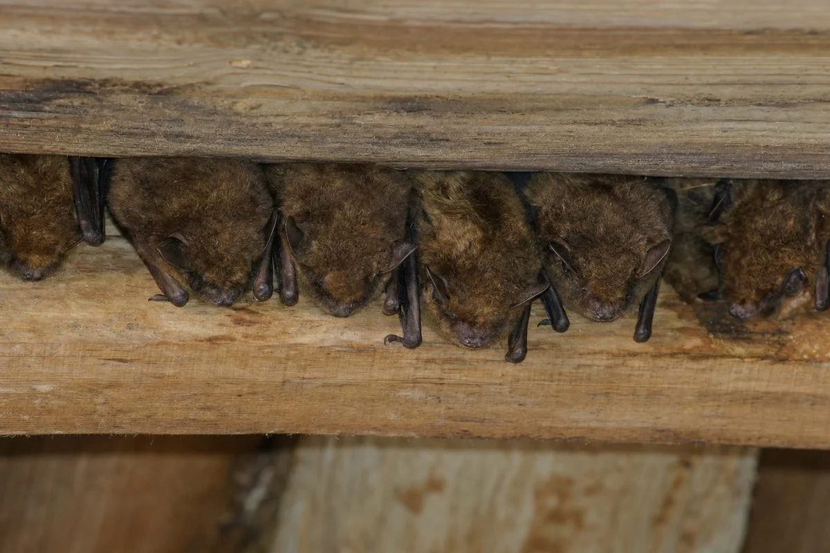 Bat Abatement