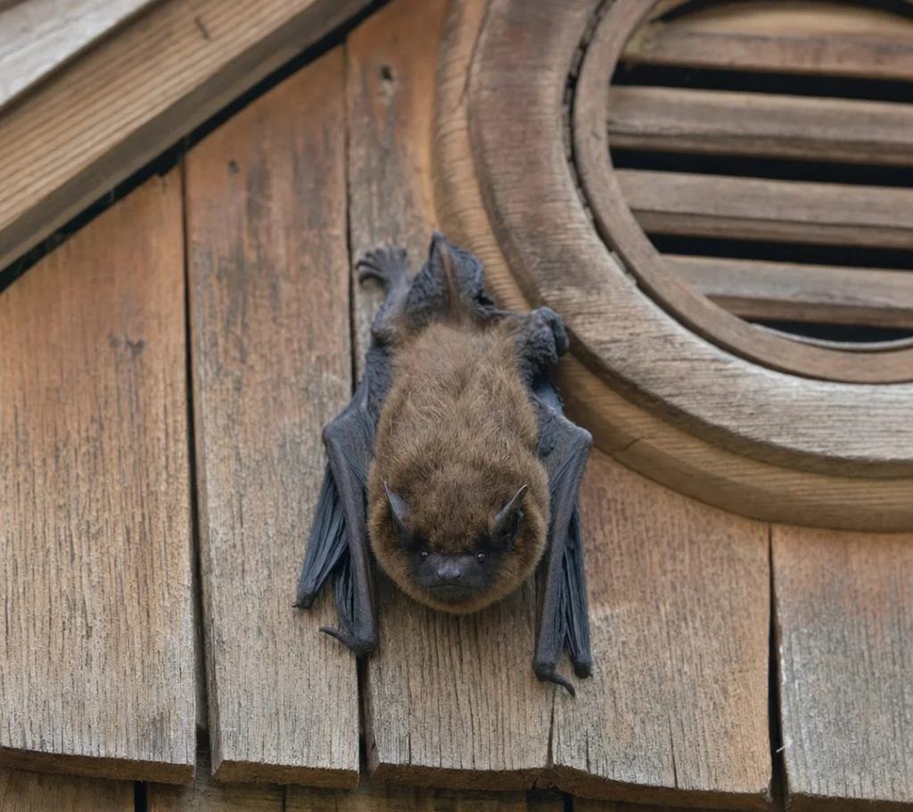 Bats