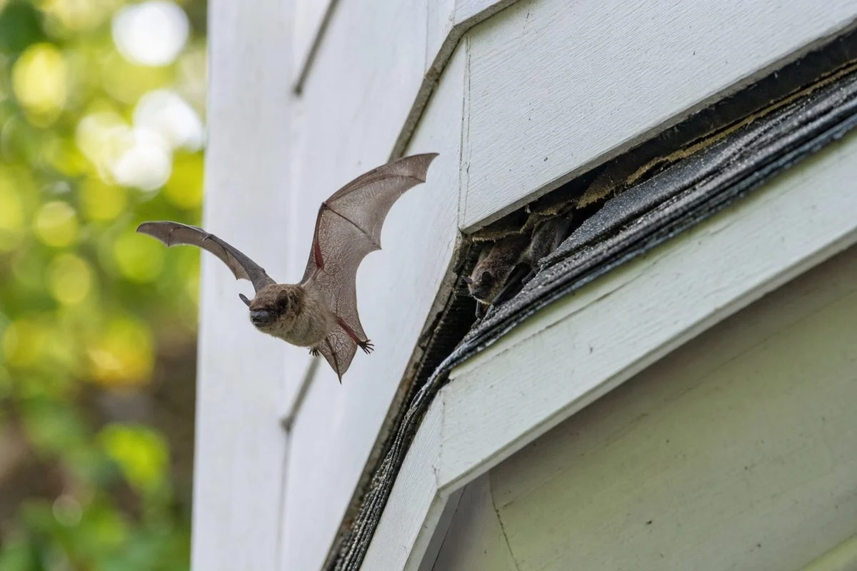 Bats Trapping Laws