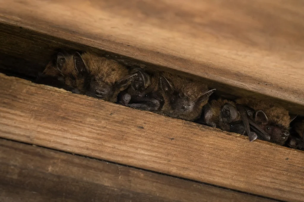 Can Bats Damage Your House?