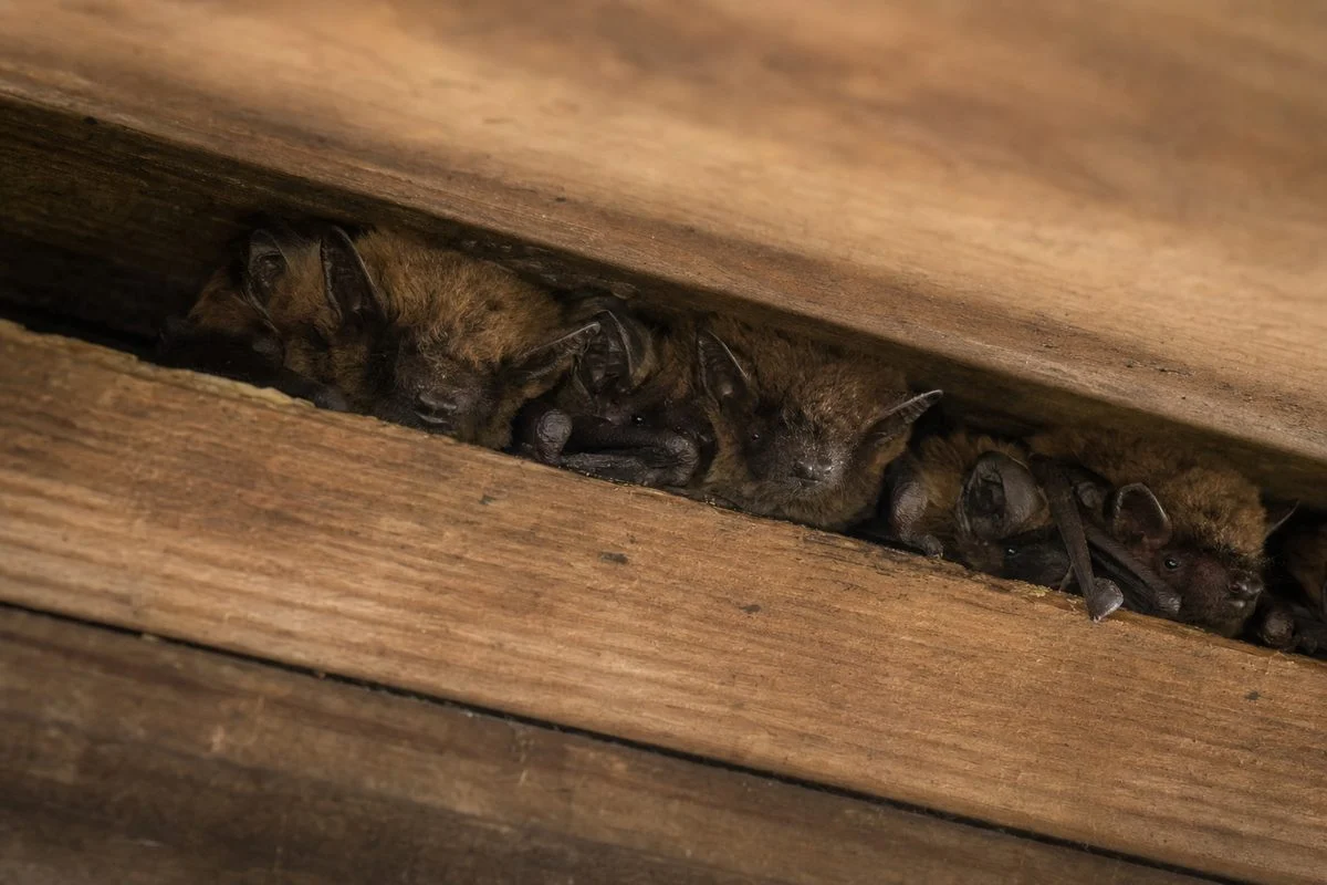 Can Bats Damage Your House?