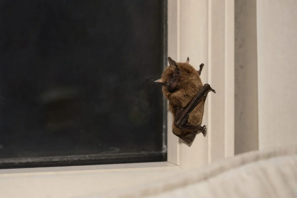 Can You Feel a Bat Bite?