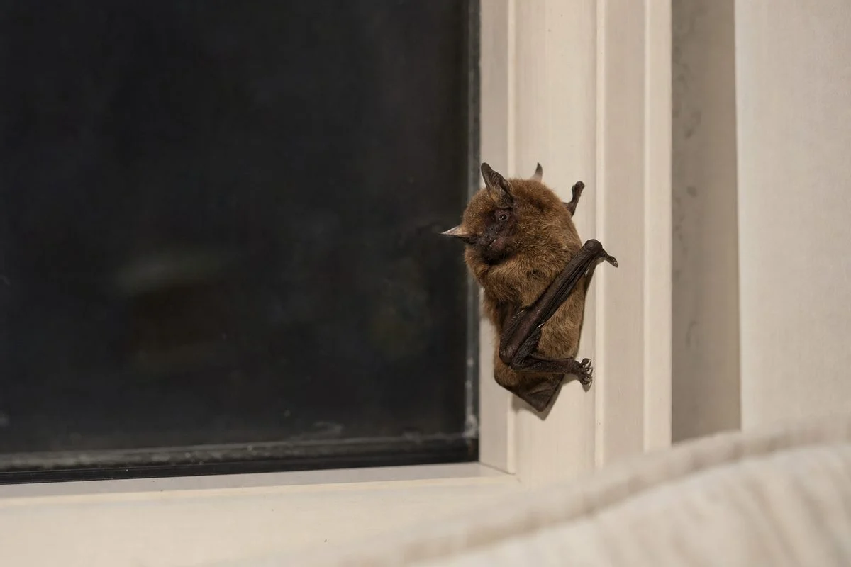 Can You Feel a Bat Bite?