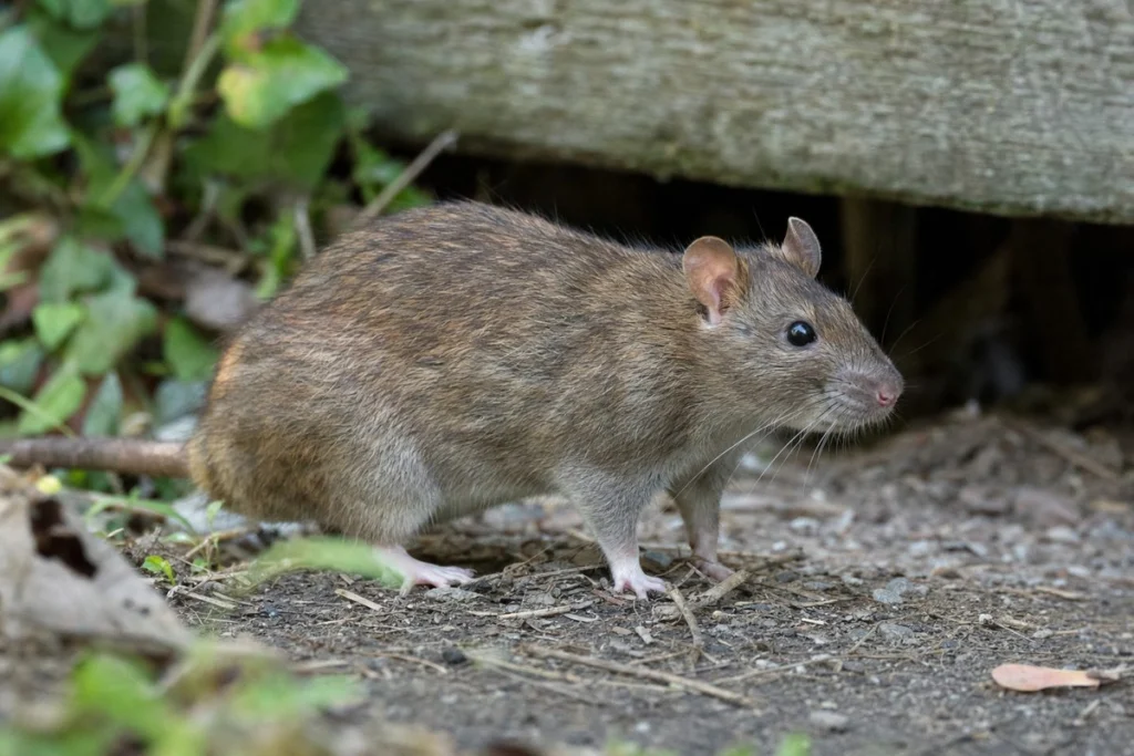 Characteristics Of A Rat