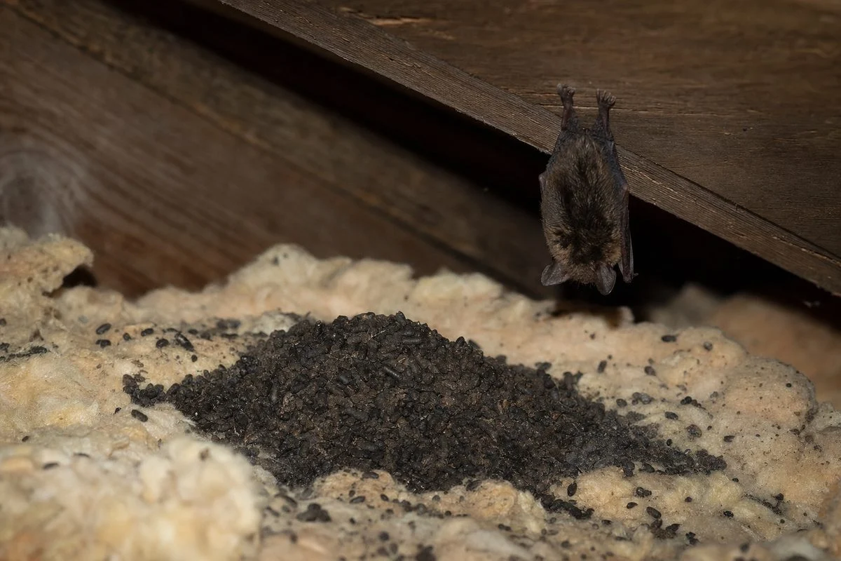 Cleaning Bat Poop in the Attic