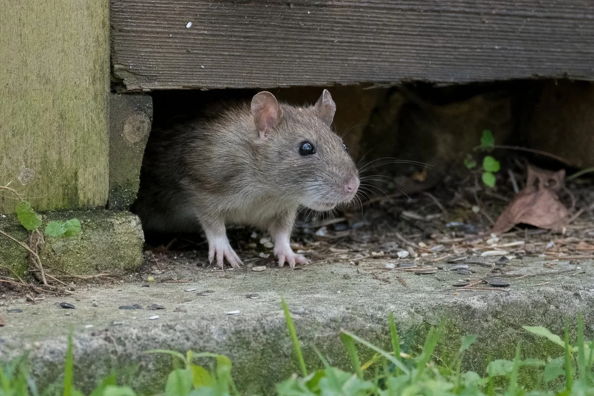 Cool Facts About Rats