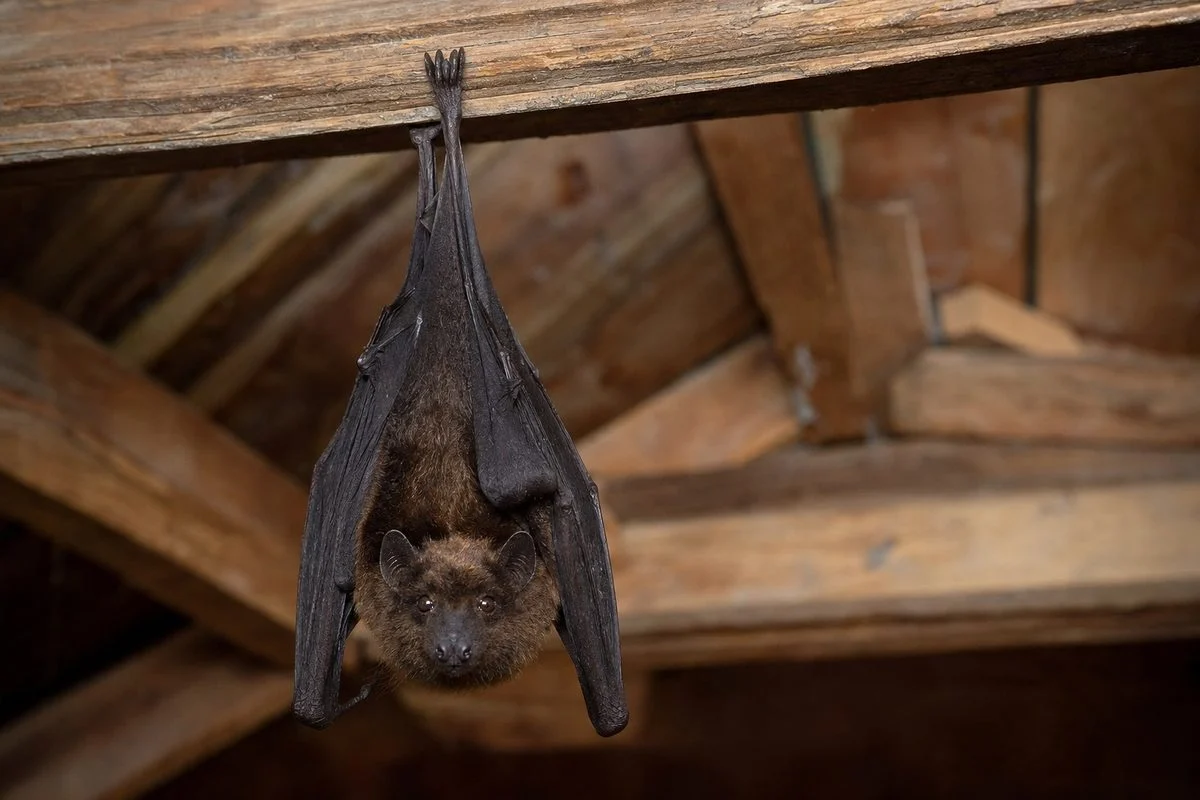 Do Bats Carry Rabies? Unveiling the Truth About Flying Mammals